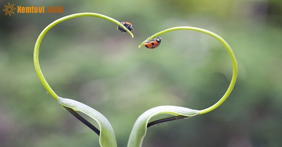 Xem tử vi ngày 18-12-2018 thứ 3 Xem tử vi ngày 18-12-2018 thứ 3