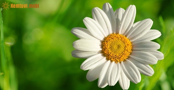 Tử vi thứ bảy của 12 con giáp ngày 29/12/2018 Tử vi thứ bảy của 12 con giáp ngày 29/12/2018