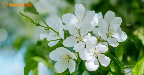 Tử vi chủ nhật của 12 con giáp ngày 9/12/2018 Tử vi chủ nhật của 12 con giáp ngày 9/12/2018