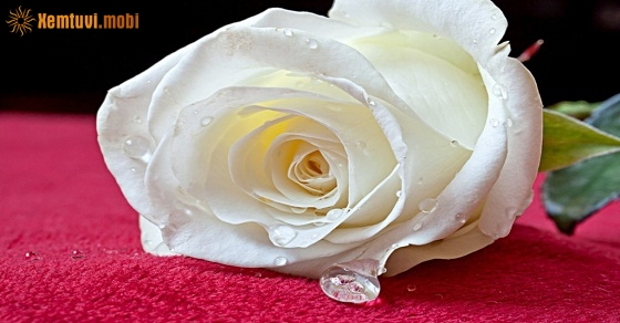 Xem tử vi ngày 12-12-2018 thứ 4 Xem tử vi ngày 12-12-2018 thứ 4