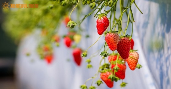 Xem tử vi ngày 31-12-2018 thứ 2