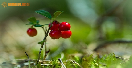 Xem tử vi ngày 11-12-2018 thứ 3 Xem tử vi ngày 11-12-2018 thứ 3