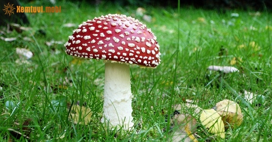 Xem tử vi 12 con giáp ngày 29.12.2018 thứ 7 Xem tử vi 12 con giáp ngày 29.12.2018 thứ 7