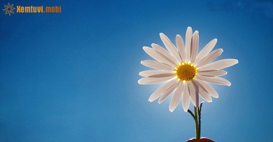 Xem tử vi ngày 14-12-2018 thứ 6 Xem tử vi ngày 14-12-2018 thứ 6