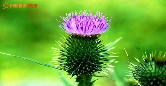 Xem tử vi ngày 28-12-2018 thứ 6