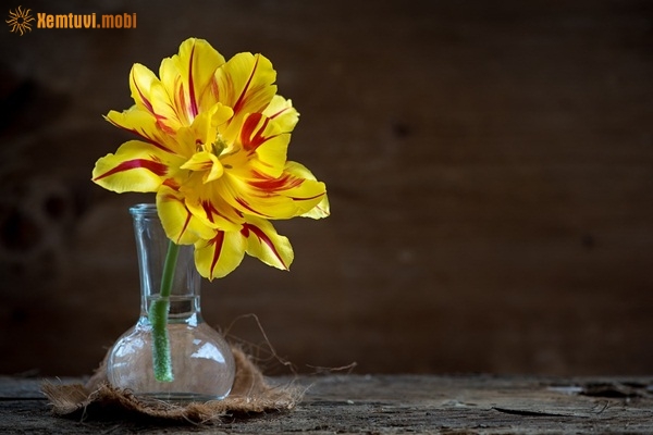 Xem tử vi ngày 31-1-2019 thứ 5 Xem tử vi ngày 31-1-2019 thứ 5