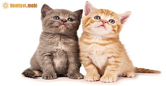 Xem giờ tốt, hướng xuất hành đầu năm Mậu Tuất 2018 cho tuổi Kỷ Mão