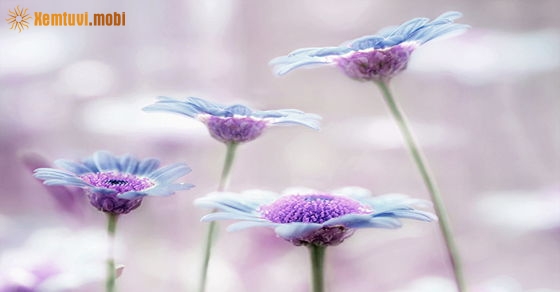 Xem tử vi 12 con giáp ngày 9.1.2019 thứ 4 Xem tử vi 12 con giáp ngày 9.1.2019 thứ 4