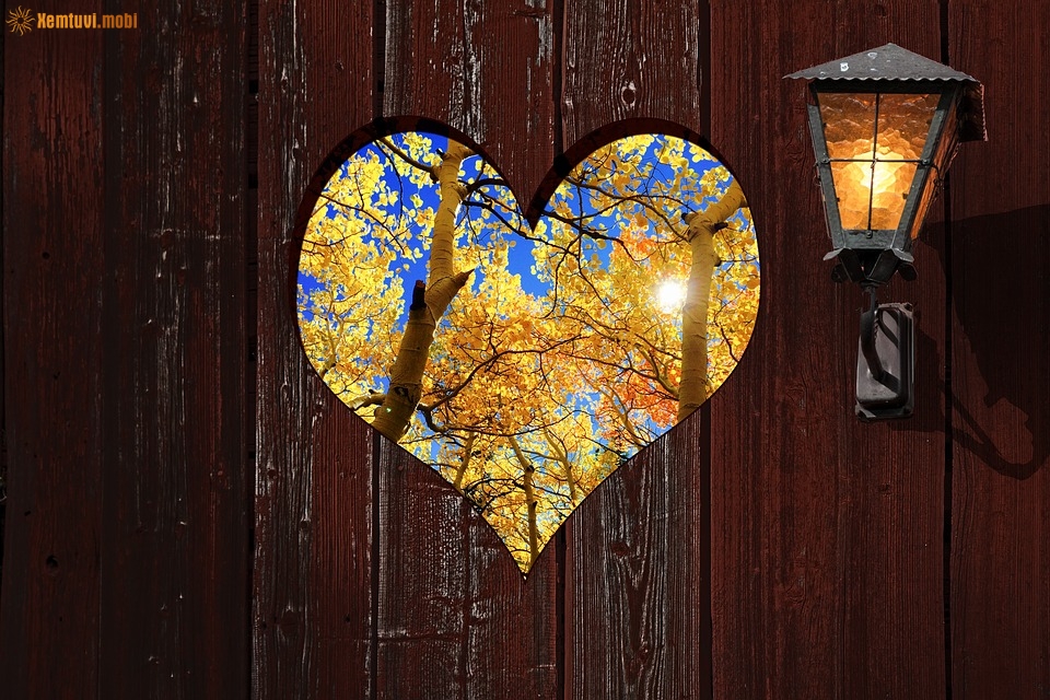 Xem tử vi 12 con giáp ngày 16.1.2019 thứ 4