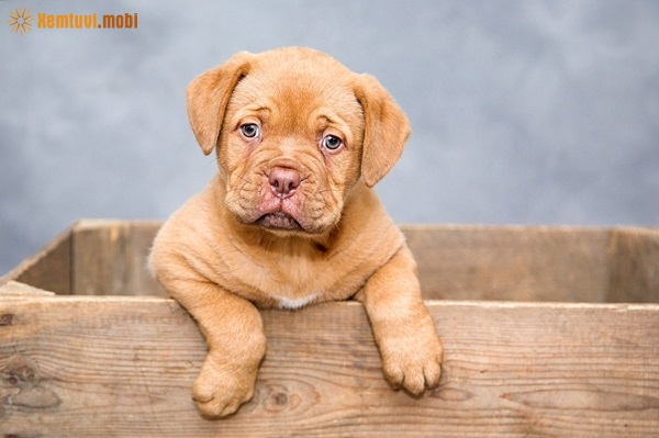 Tử vi thứ 2 của 12 con giáp ngày 21/1/2019