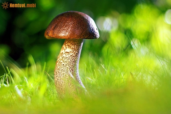 Xem tử vi 12 con giáp ngày 13.1.2019 chủ nhật