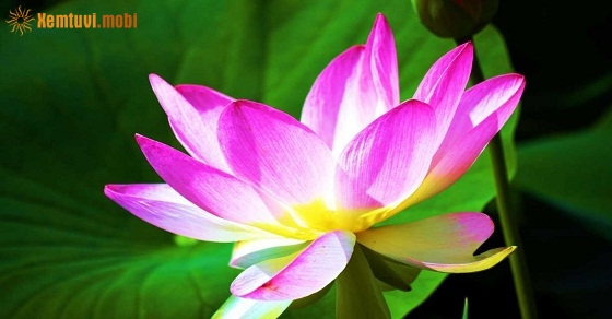 Tử vi thứ bảy của 12 con giáp ngày 5/1/2019