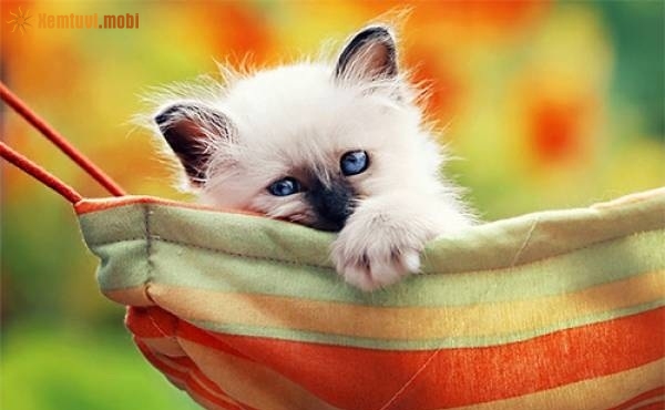 Xem tử vi ngày 2-2-2019 thứ 7 Xem tử vi ngày 2-2-2019 thứ 7