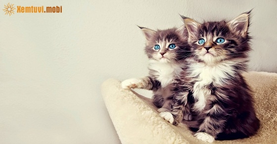 Xem tử vi 12 con giáp ngày 11.1.2019 thứ 6 Xem tử vi 12 con giáp ngày 11.1.2019 thứ 6