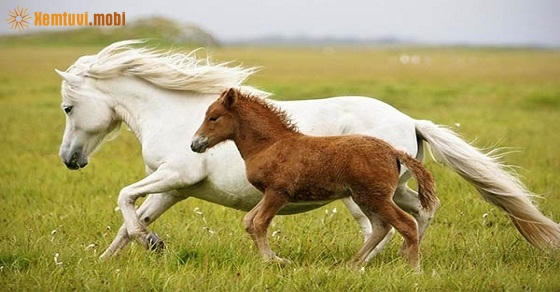 Xem tử vi ngày 8-1-2019 thứ 3