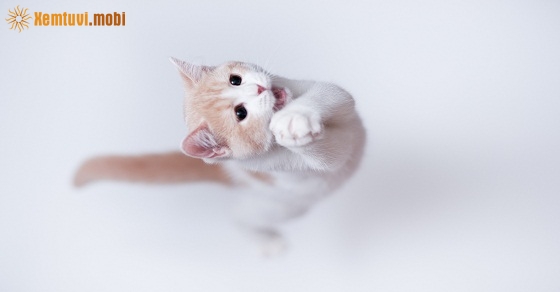 Xem tử vi 12 con giáp ngày 8.1.2019 thứ 3