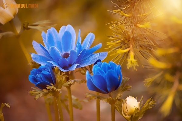 Xem tử vi 12 con giáp ngày 19.1.2019 thứ 7