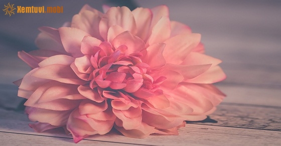 Tử vi thứ ba của 12 con giáp ngày 26/2/2019 Tử vi thứ ba của 12 con giáp ngày 26/2/2019