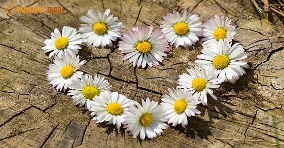 Tử vi thứ năm của 12 con giáp ngày 28/2/2019 Tử vi thứ năm của 12 con giáp ngày 28/2/2019