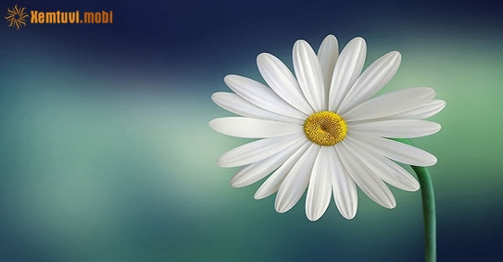 Xem tử vi 12 con giáp ngày 28.2.2019 thứ 5 Xem tử vi 12 con giáp ngày 28.2.2019 thứ 5