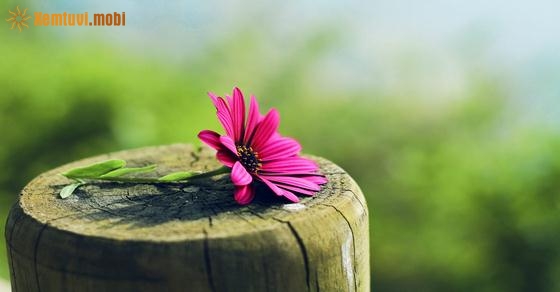 Tử vi thứ hai của 12 con giáp ngày 18/2/2019 Tử vi thứ hai của 12 con giáp ngày 18/2/2019