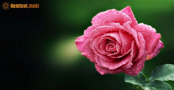 Xem tử vi 12 con giáp ngày 15.3.2019 thứ 6 Xem tử vi 12 con giáp ngày 15.3.2019 thứ 6