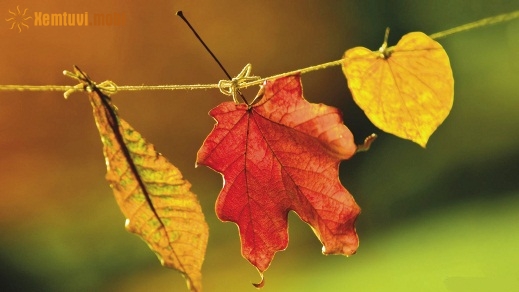 Xem tử vi 12 con giáp ngày 27.3.2019 thứ 4 Xem tử vi 12 con giáp ngày 27.3.2019 thứ 4