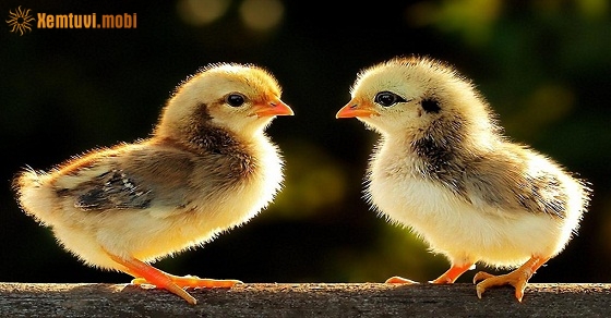 Tử vi thứ hai của 12 con giáp ngày 18/3/2019 Tử vi thứ hai của 12 con giáp ngày 18/3/2019