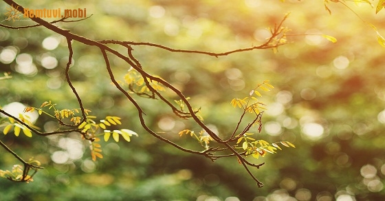 Xem tử vi ngày 7-3-2019 thứ 5 Xem tử vi ngày 7-3-2019 thứ 5