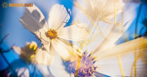 Xem tử vi 12 con giáp ngày 3.3.2019 chủ nhật Xem tử vi 12 con giáp ngày 3.3.2019 chủ nhật