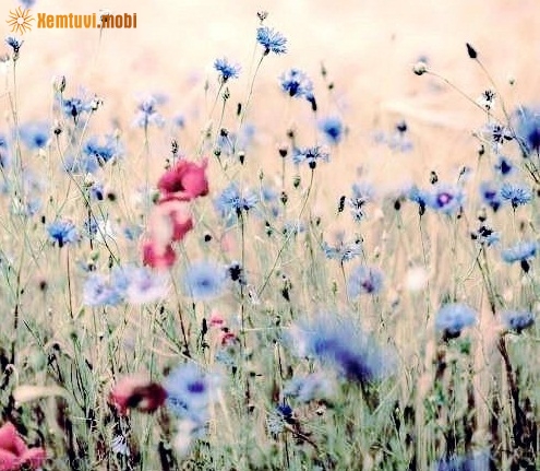 Xem tử vi ngày 17-4-2019 thứ 4 Xem tử vi ngày 17-4-2019 thứ 4