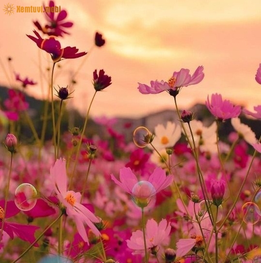 Xem tử vi 12 con giáp ngày 17.4.2019 thứ 4 Xem tử vi 12 con giáp ngày 17.4.2019 thứ 4