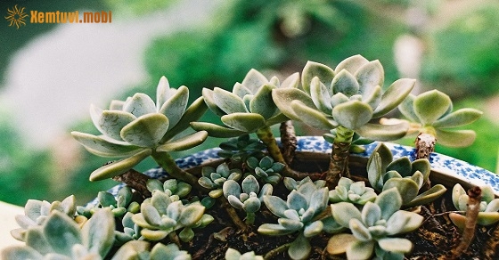 Cây phong thủy hợp tuổi Dậu