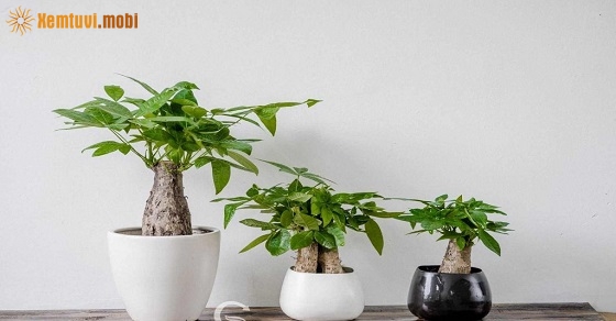 Cây phong thủy hợp tuổi Tuất