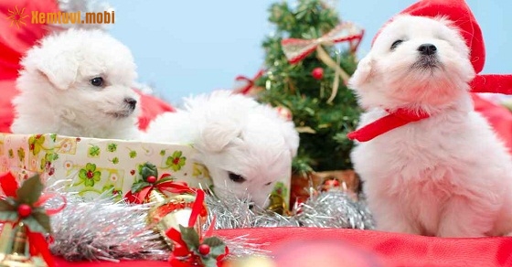 Xem tử vi 12 con giáp ngày 24.5.2019 thứ 6