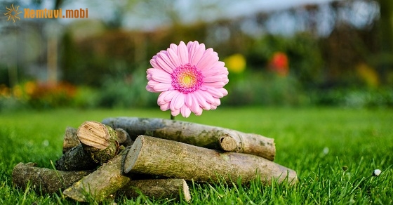 Xem tử vi ngày 4-5-2019 thứ 7 Xem tử vi ngày 4-5-2019 thứ 7