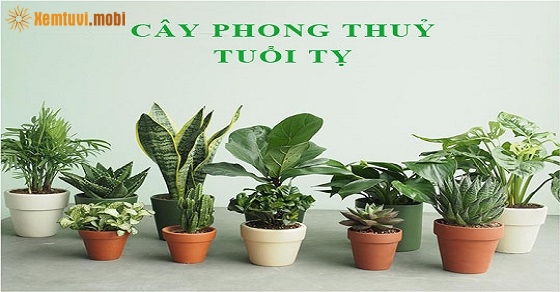 Cây phong thủy hợp tuổi Tỵ
