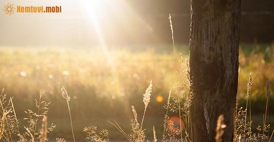 Tử vi thứ sáu của 12 con giáp ngày 24/5/2019