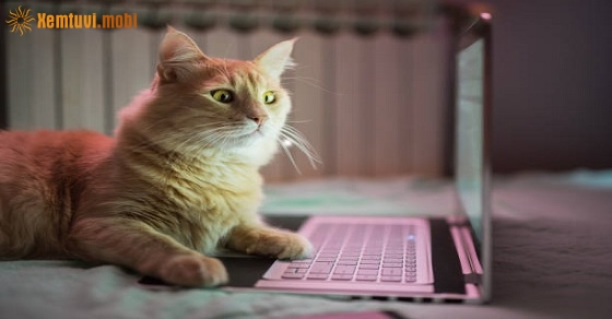 Xem tử vi 12 con giáp ngày 28.6.2019 thứ 6 Xem tử vi 12 con giáp ngày 28.6.2019 thứ 6