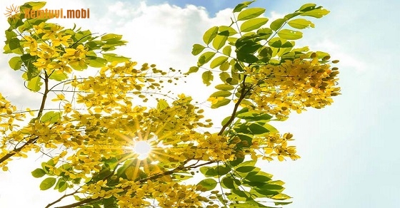 Tử vi thứ năm của 12 con giáp ngày 27/6/2019 Tử vi thứ năm của 12 con giáp ngày 27/6/2019