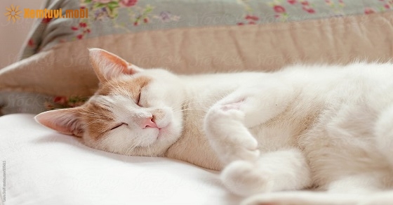 Xem tử vi 12 con giáp ngày 21.7.2019 chủ nhật