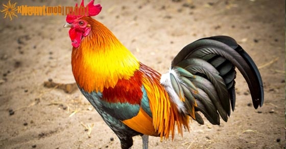 Giải mã ý nghĩa giấc mơ thấy gà là điềm tốt hay xấu? 