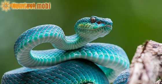 Giải mã giấc mơ thấy rắn có điềm báo gì?