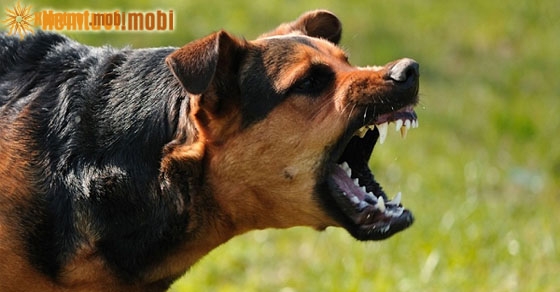 Giải mã chiêm bao giấc mơ thấy chó có điềm báo gì