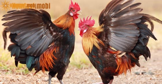 Chiêm bao thấy gà đánh nhau, chọi nhau có ý nghĩa gì?