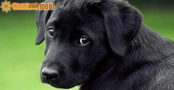 Ngủ mơ thấy chó đen vào nhà là điềm lành hay dữ?