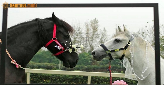 Xem tử vi ngày 6-8-2019 thứ 3