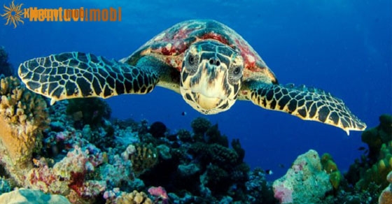 Mơ thấy rùa biển, rùa cạn có điềm tốt hay xấu?