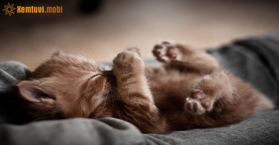 Xem tử vi 12 con giáp ngày 15.9.2019 chủ nhật Xem tử vi 12 con giáp ngày 15.9.2019 chủ nhật