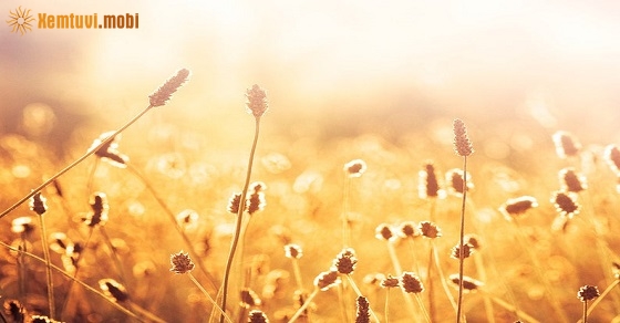 Xem tử vi ngày 29-9-2019 chủ nhật Xem tử vi ngày 29-9-2019 chủ nhật